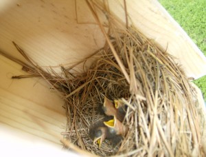 Baby Blue Birds
