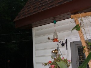 Humming Bird Battle