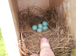 Blue Bird Eggs