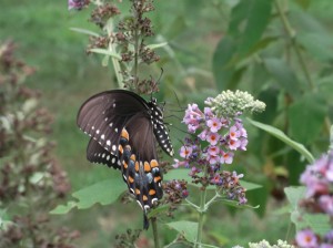 Black Tiger Swallowtail Butterfly