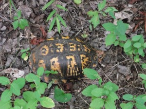 Eastern Box Turtle