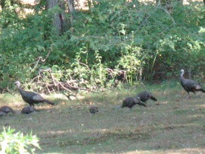Wild Turkeys with young