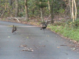 Wild Turkeys out for a walk